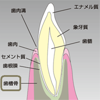 共立式プチセットバック法とは?