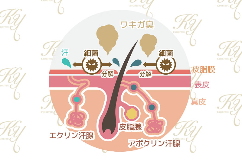 アポクリン汗腺の図解