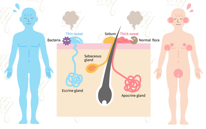 体にあるアポクリン汗腺の場所