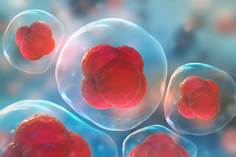 動物幹細胞のイメージ