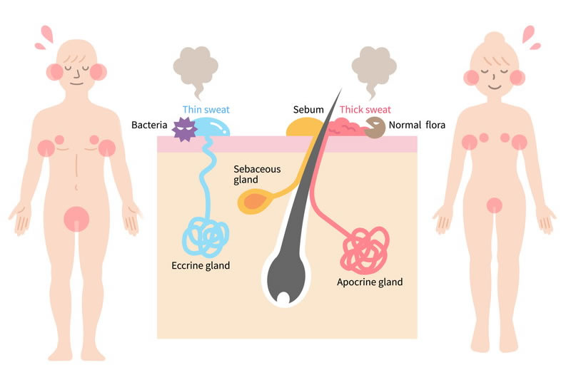 アポクリン汗腺があり体内の場所の図