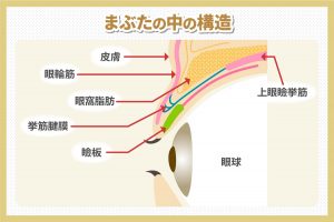 まぶたの中の構造