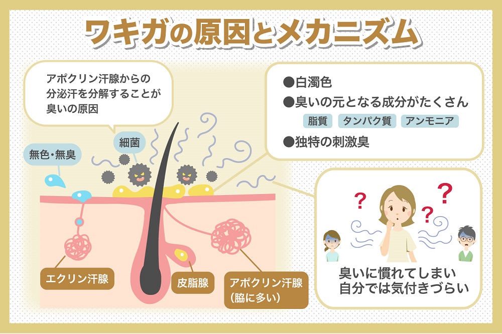 ワキガって人にうつるの?