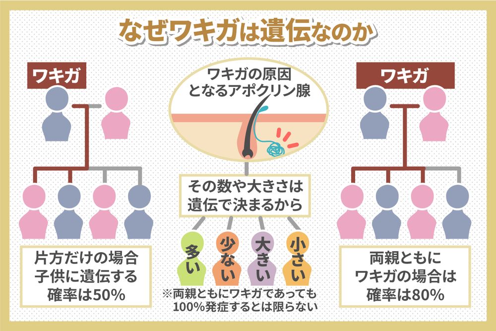 なぜワキガは遺伝なのか