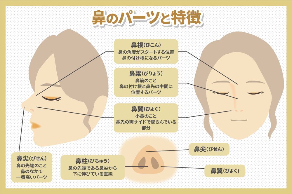 鼻のパーツと特徴