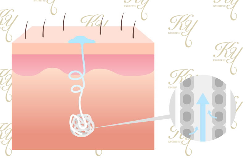 アポクリン汗腺のイメージ図