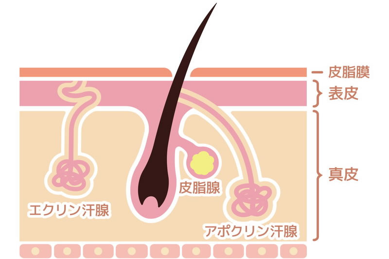 エクリン汗腺とアポクリン汗腺の断面図のイラスト
