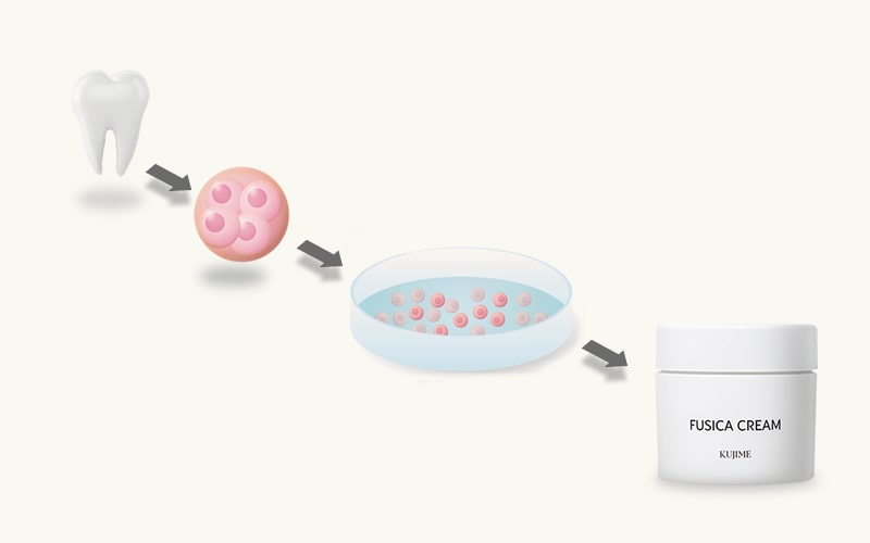 不死化ヒト乳歯歯髄幹細胞培養上清液「フシカ クリーム（FUSICA